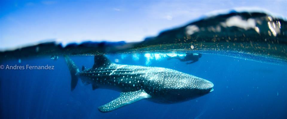 Whale shark tours